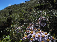 Diplostephium espinosae