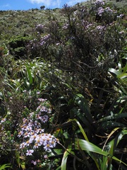 Diplostephium espinosae