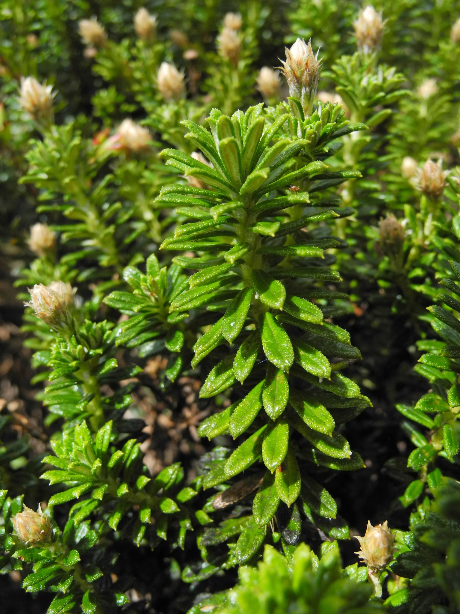 Diplostephium image