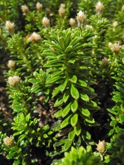 Diplostephium oblanceolatum