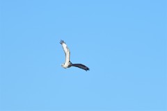 Buteo hemilasius