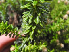 Diplostephium oblanceolatum