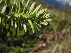Diplostephium oblanceolatum
