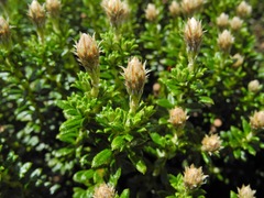 Diplostephium oblanceolatum