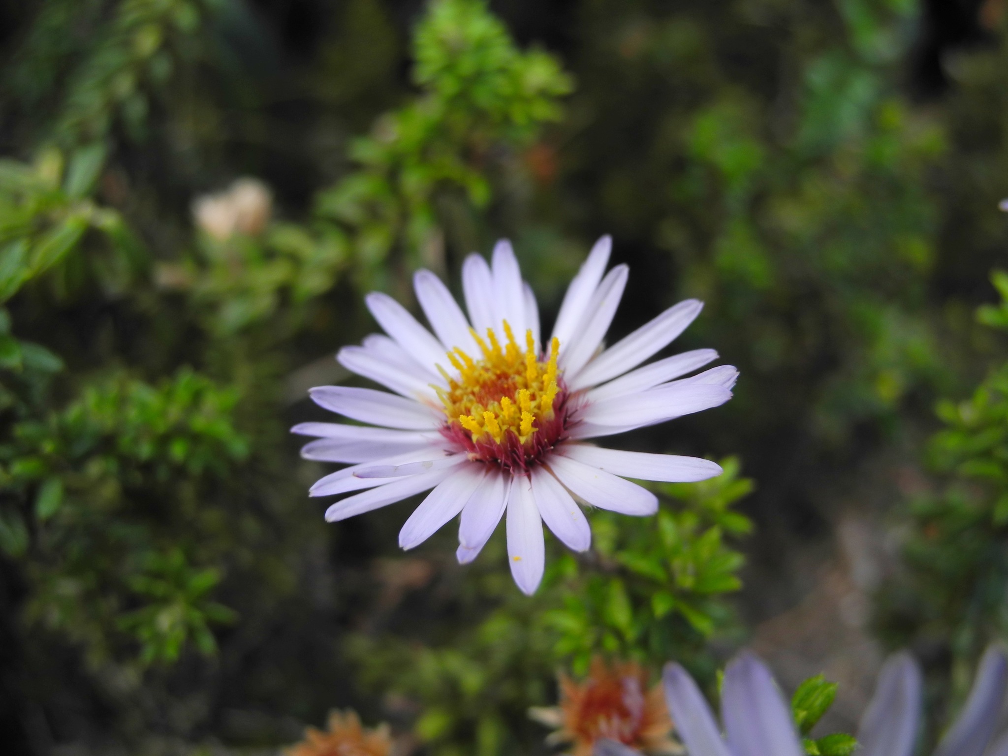 Diplostephium image