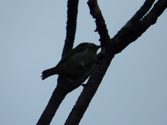 Zosterops xanthochroa