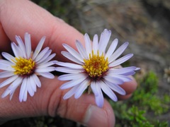 Diplostephium oblanceolatum