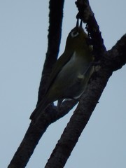 Zosterops xanthochroa