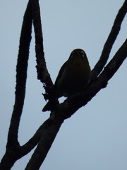 Zosterops xanthochroa