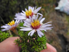 Diplostephium oblanceolatum