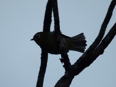 Zosterops xanthochroa