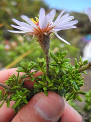Diplostephium oblanceolatum