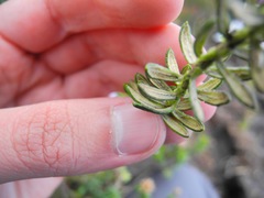 Diplostephium oblanceolatum