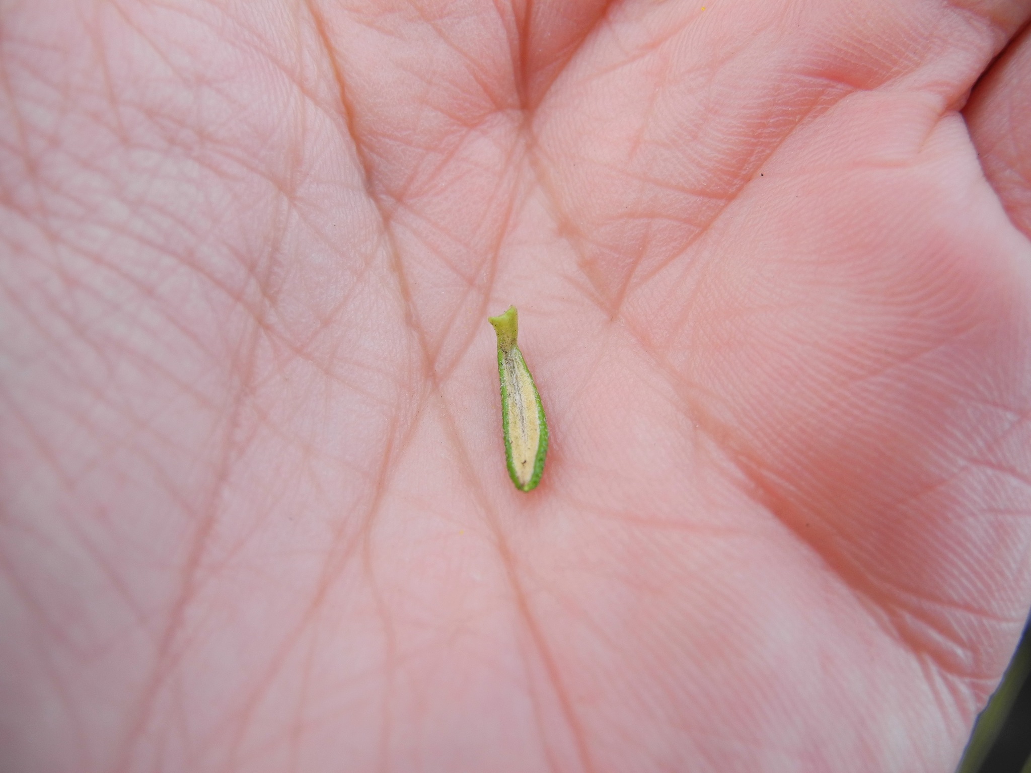 Diplostephium image