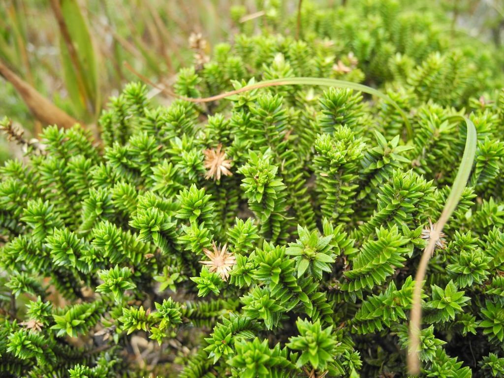 Diplostephium crypteriophyllum