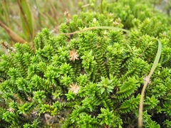 Diplostephium crypteriophyllum