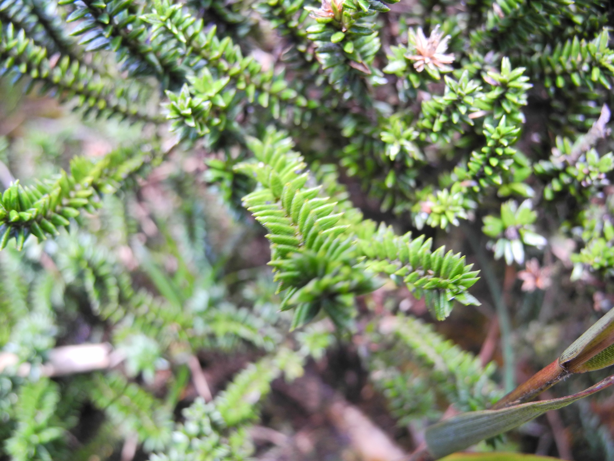 Diplostephium crypteriophyllum image