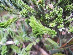Diplostephium crypteriophyllum