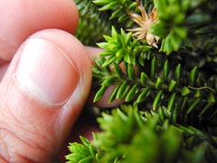 Diplostephium crypteriophyllum