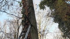 Muscardinus avellanarius