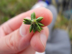 Diplostephium crypteriophyllum