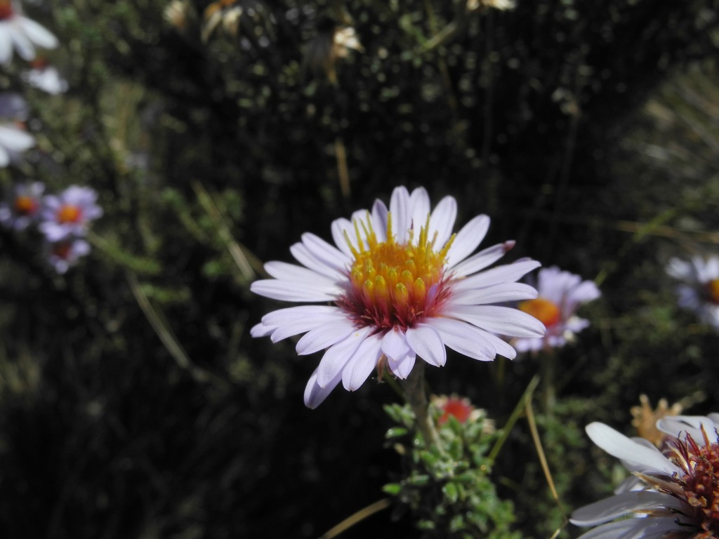 Diplostephium empetrifolium