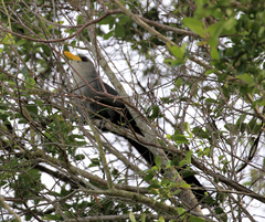 Ceuthmochares australis