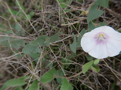 Convolvulus scammonia