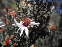 Diplostephium oblanceolatum