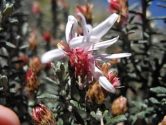 Diplostephium oblanceolatum