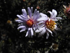 Diplostephium oblanceolatum
