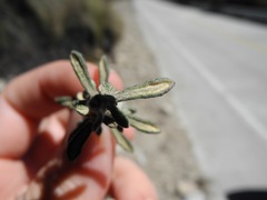 Diplostephium oblanceolatum