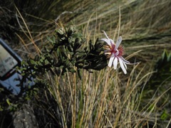 Diplostephium oblanceolatum