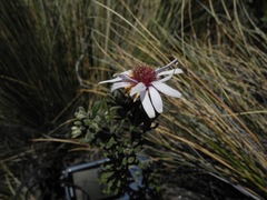 Diplostephium oblanceolatum