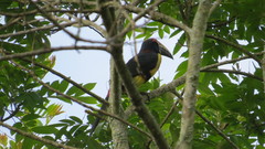 Pteroglossus torquatus
