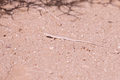Mesalina adramitana