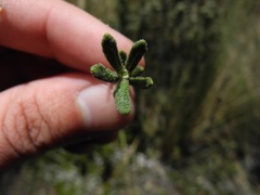 Diplostephium oblanceolatum
