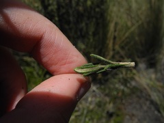 Diplostephium oblanceolatum