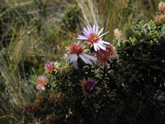 Diplostephium oblanceolatum