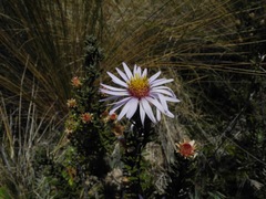 Diplostephium oblanceolatum