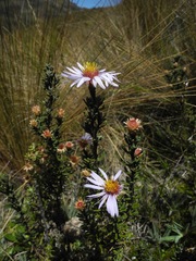 Diplostephium oblanceolatum