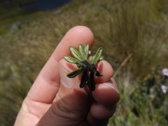 Diplostephium oblanceolatum