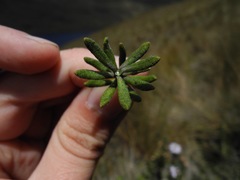 Diplostephium oblanceolatum