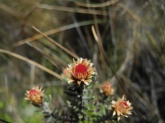 Diplostephium oblanceolatum