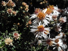 Diplostephium barclayanum