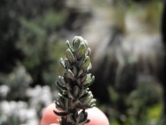 Diplostephium barclayanum