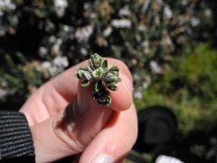 Diplostephium barclayanum