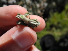 Diplostephium barclayanum