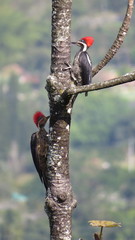 Dryocopus lineatus