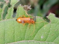 Hoplasoma unicolor